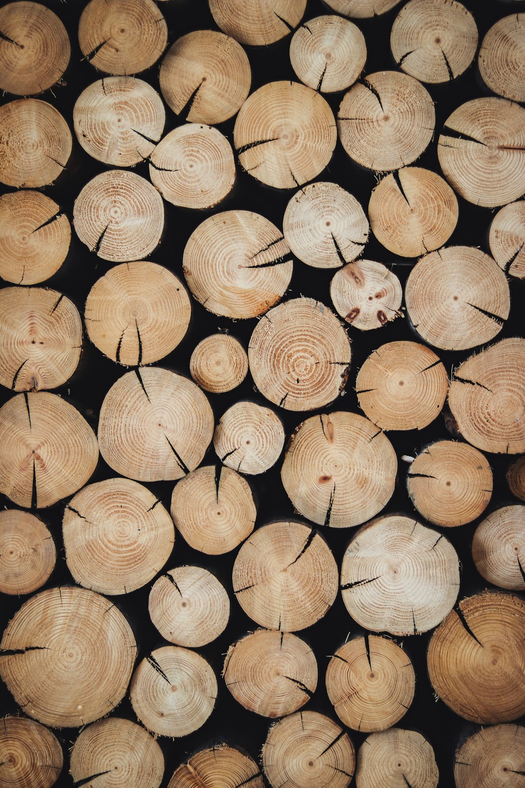 Testas de troncos de madera